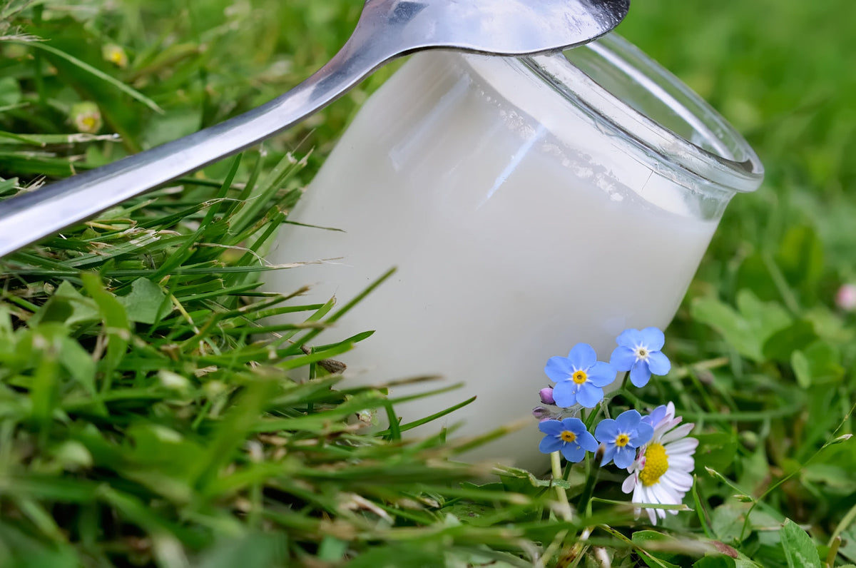 Ferments Lactiques – 4 Souches Probiotiques pour l’Équilibre du Microbiote Intestinal
