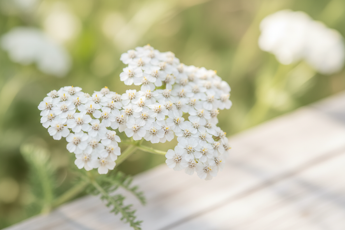 Achillée Millefeuille (Achillea millefolium) — Confort du Cycle & Bien-être Féminin