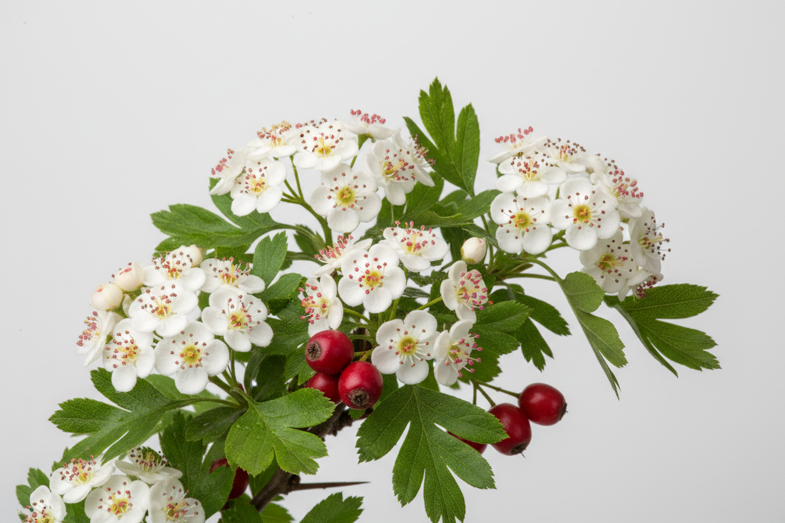 Aubépine (Crataegus laevigata) – Bienfaits, Tonus Veineux & Santé Cardiovasculaire | Complément Alimentaire