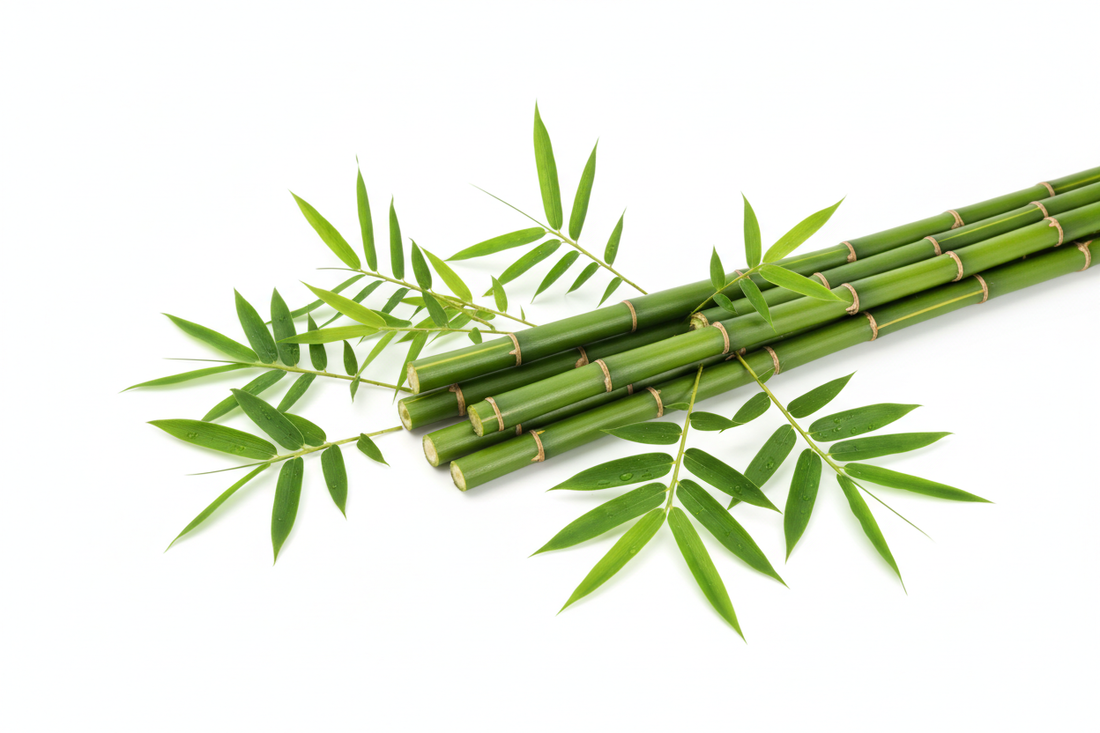 Bambou (Bambusa arundinacea) – Bienfaits, Silice & Soutien Osseux | Complément Alimentaire