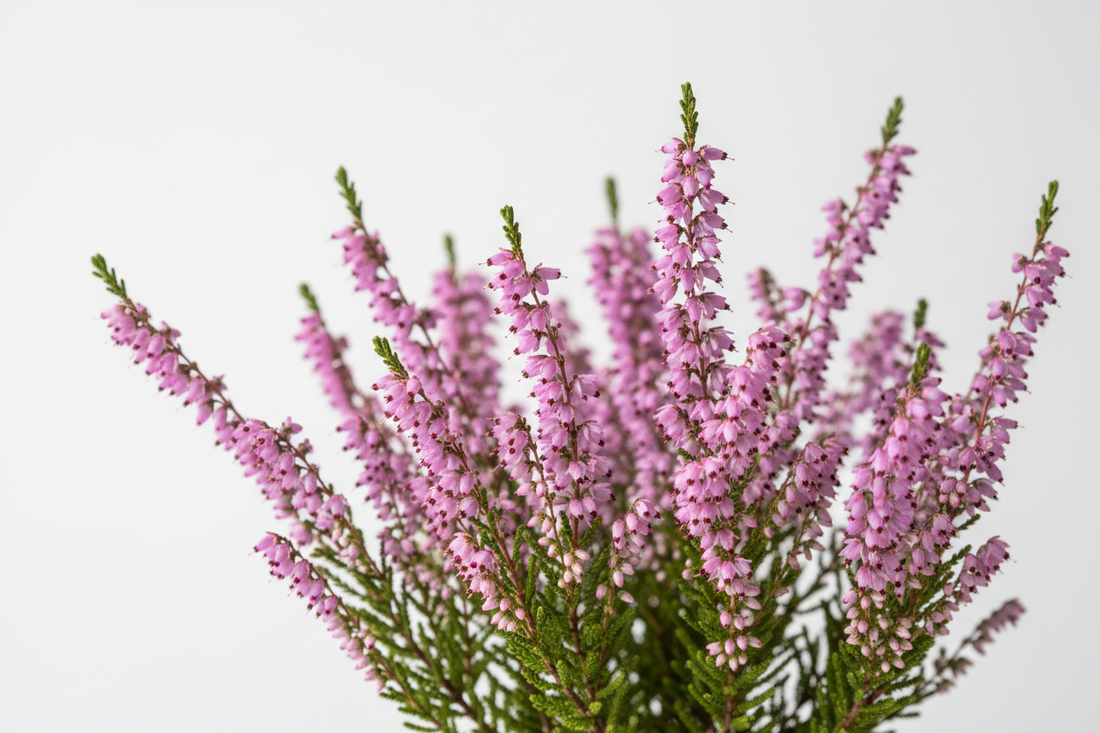 Bruyère (Calluna vulgaris) – Bienfaits, Dosage & Bien-être Urinaire | Complément Alimentaire