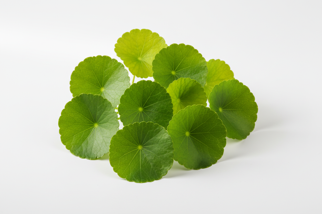 Centella asiatica (Gotu kola) — Bienfaits, Dosage et Précautions