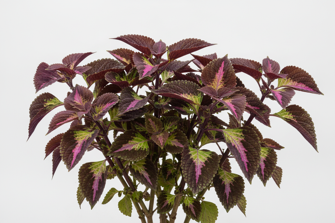 Coleus Forskohlii (Forskoline) – Bienfaits, Pression Intraoculaire & Métabolisme | Complément Alimentaire