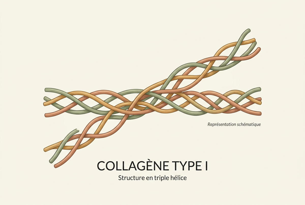 Représentation schématique du collagène de type I : trois chaînes entrelacées en triple hélice.