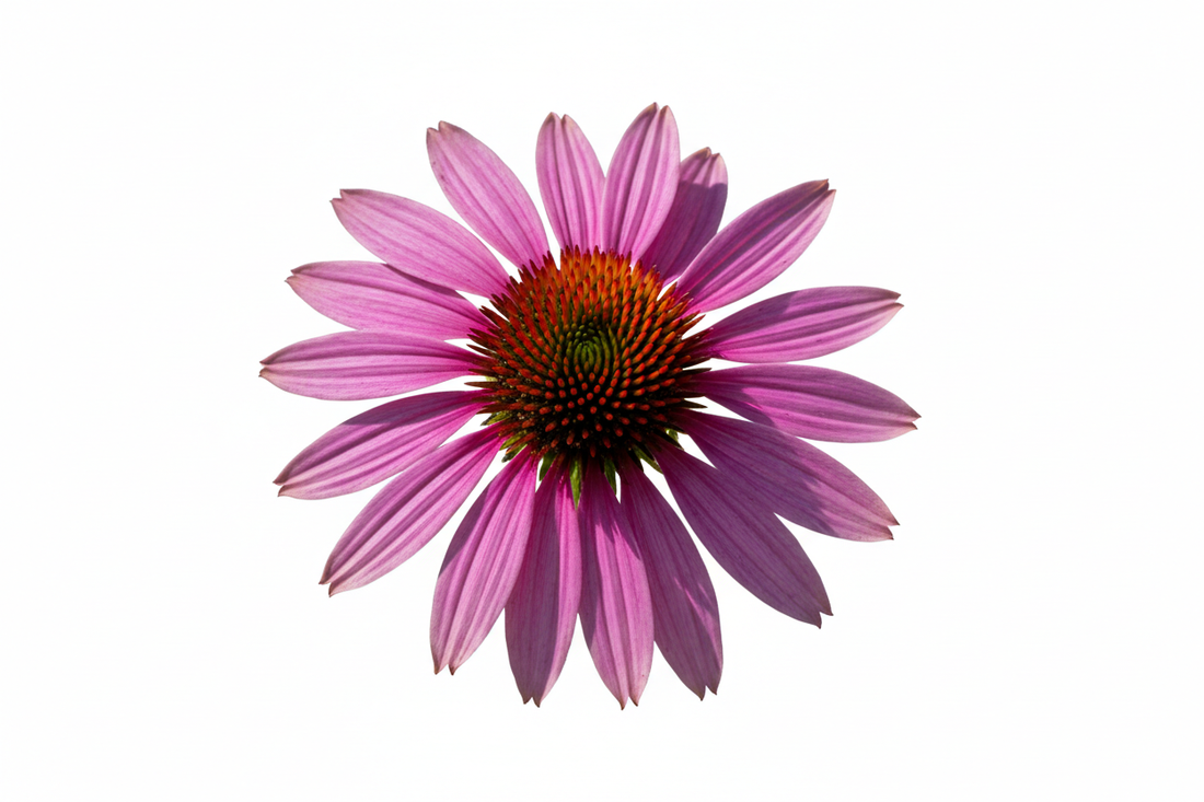 Échinacée (Echinacea purpurea) – Bienfaits, Soutien Immunitaire & Reconnaissance EMA | Complément Alimentaire