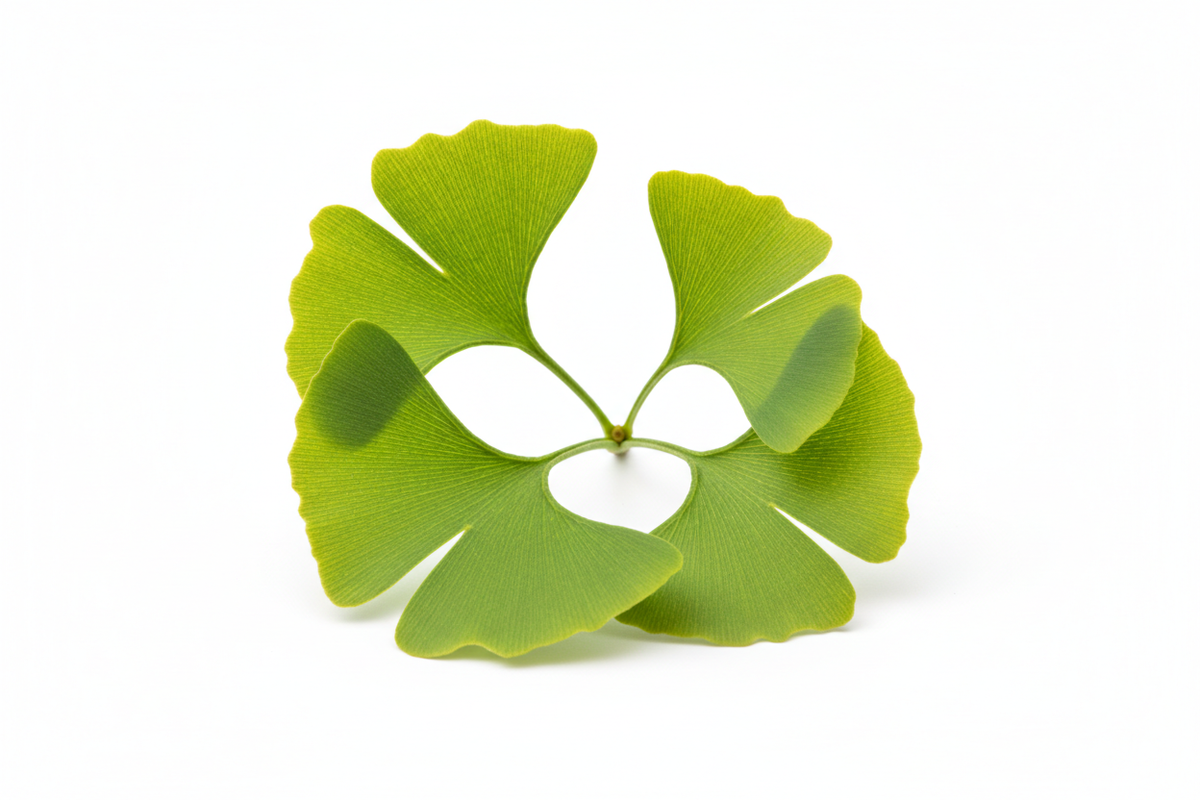 Ginkgo biloba : bienfaits, dosage et précautions