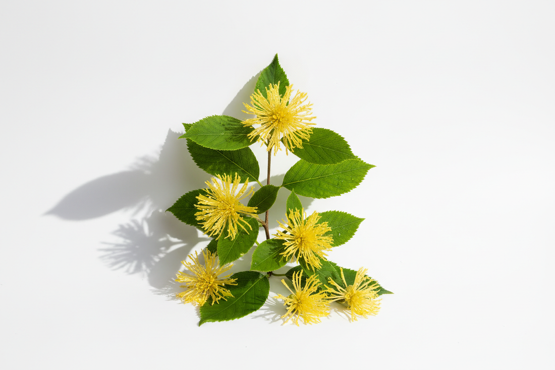 Hamamélis (Hamamelis virginiana) — Circulation, Confort Veineux & Antioxydants