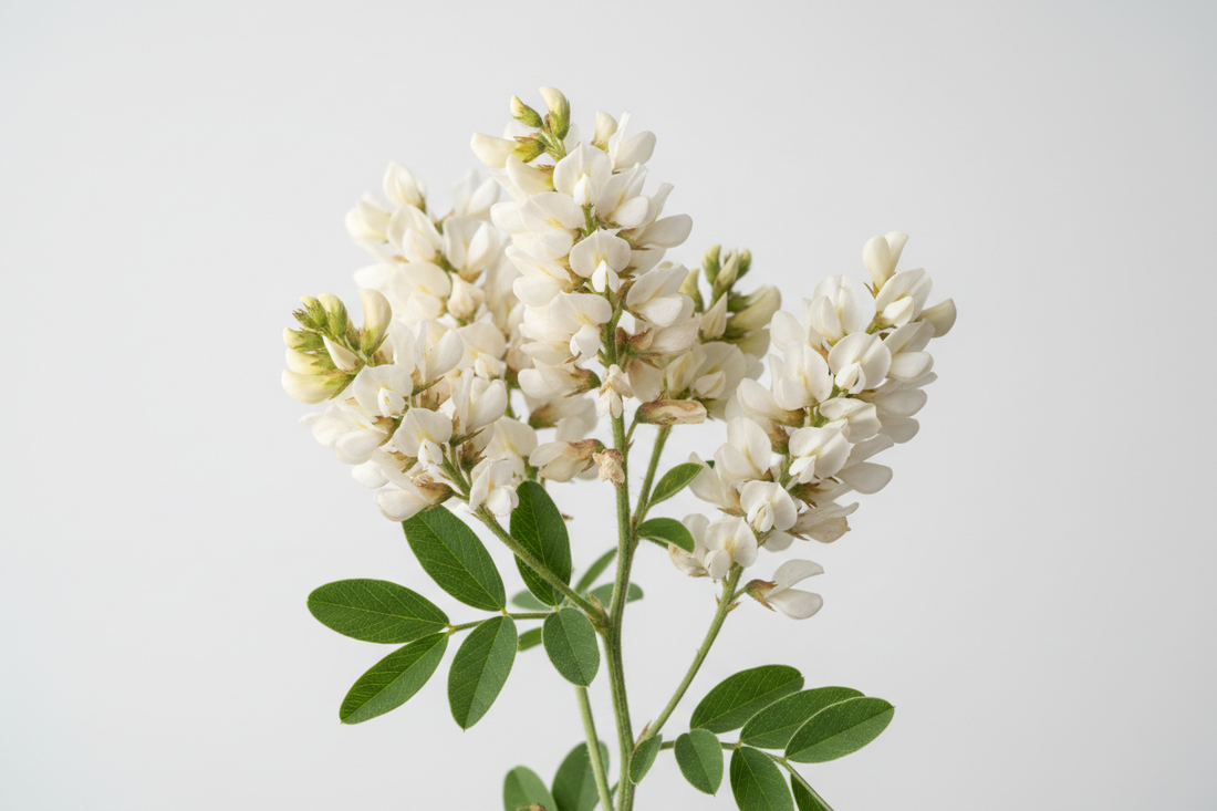 Lespedeza (Lespedeza capitata) – Bienfaits, Dosage & Soutien Urinaire & Rénal | Complément Alimentaire