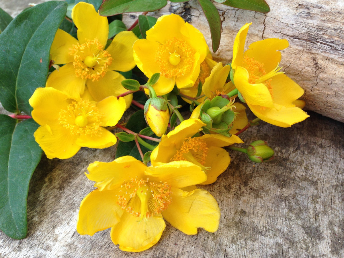 Millepertuis (Hypericum perforatum) – Équilibre Émotionnel & Sérénité | Extrait Tité 0,35% Hypericine