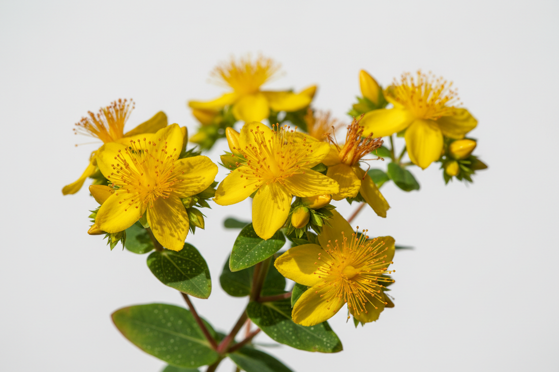 Millepertuis (Hypericum perforatum) – Bienfaits, Hypericine & Équilibre Émotionnel | Complément Alimentaire