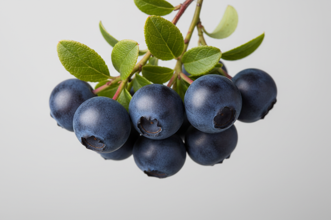 Myrtille (Vaccinium myrtillus) : bienfaits, dosage et précautions