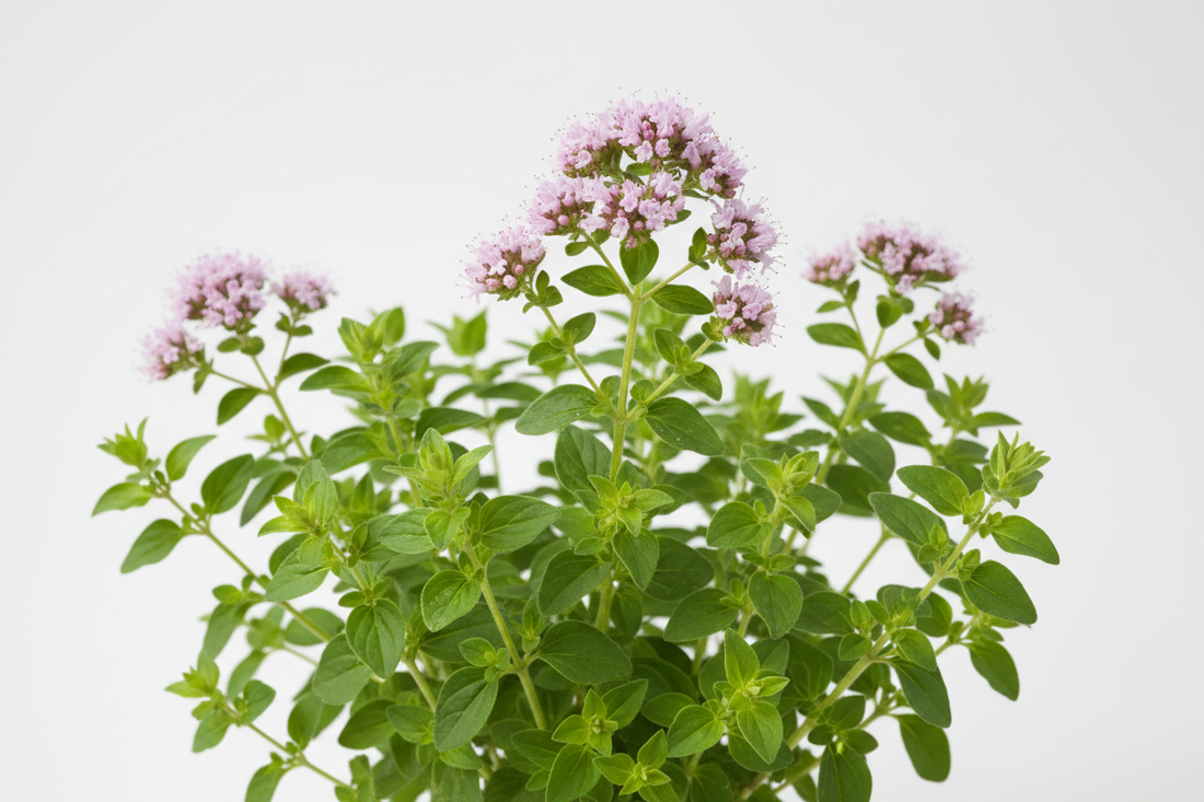 Origan (Origanum vulgare) – Bienfaits, Propriétés Antioxydantes & Défenses Naturelles | Complément Alimentaire