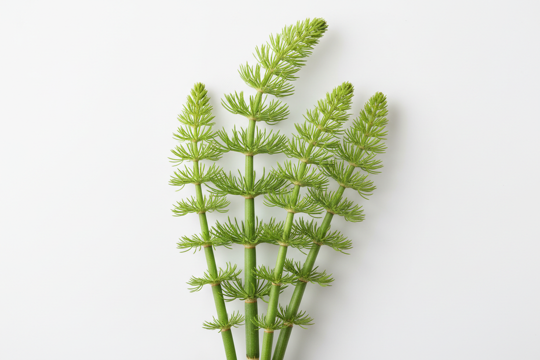 Prêle (Equisetum arvense) – Bienfaits, Silice & Confort Articulaire | Complément Alimentaire