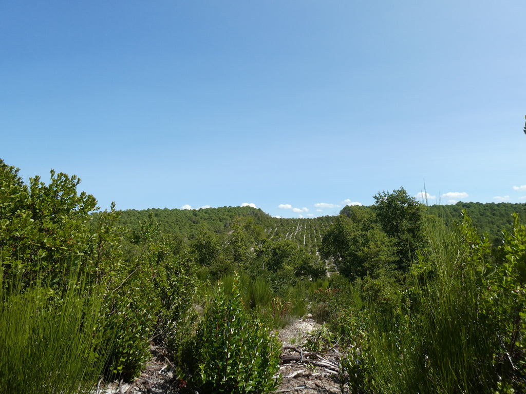 Merveille des Landes BIO - Soin de peau Sensible Régénération Intégrale
